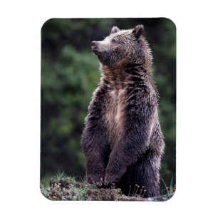 Standing Grizzly Bear Magnet