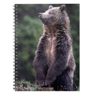 Standing Grizzly Bear Notebook