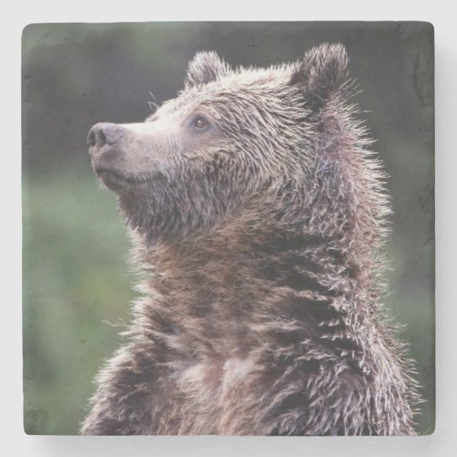 Standing Grizzly Bear Stone Coaster (Front)