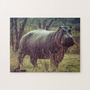 Standing Hippo Posing at Camera in Africa Foliage Jigsaw Puzzle