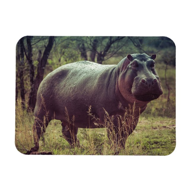Standing Hippo Posing at Camera in Africa Foliage Magnet (Horizontal)