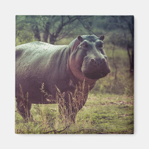 Standing Hippo Posing at Camera in Africa Foliage Magnet