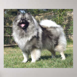 Standing Keeshond Dog Poster