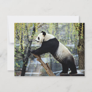 Standing Panda Postcard