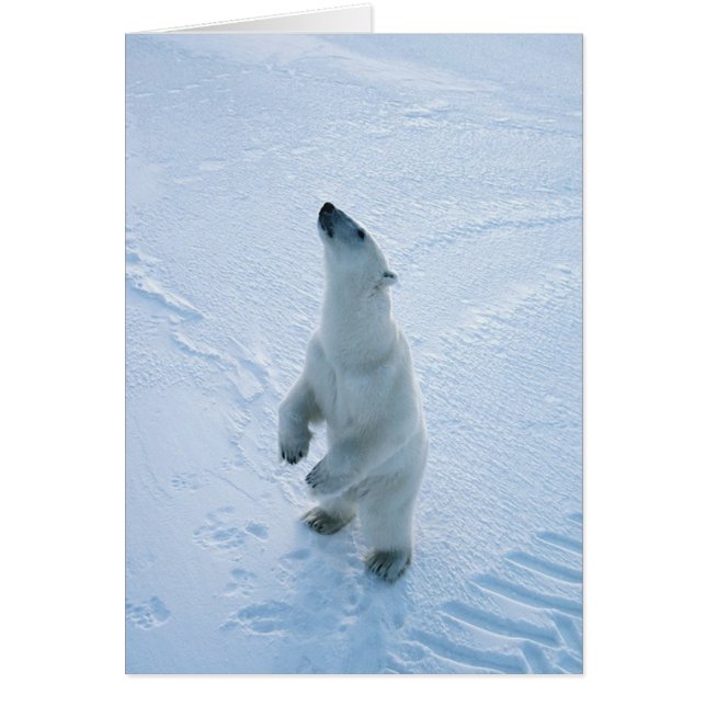 Standing Polar Bear (Front)