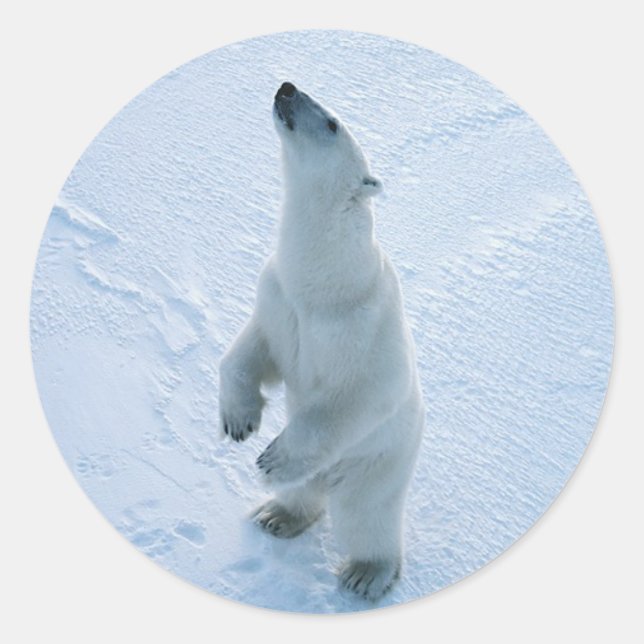 Standing Polar Bear Classic Round Sticker (Front)