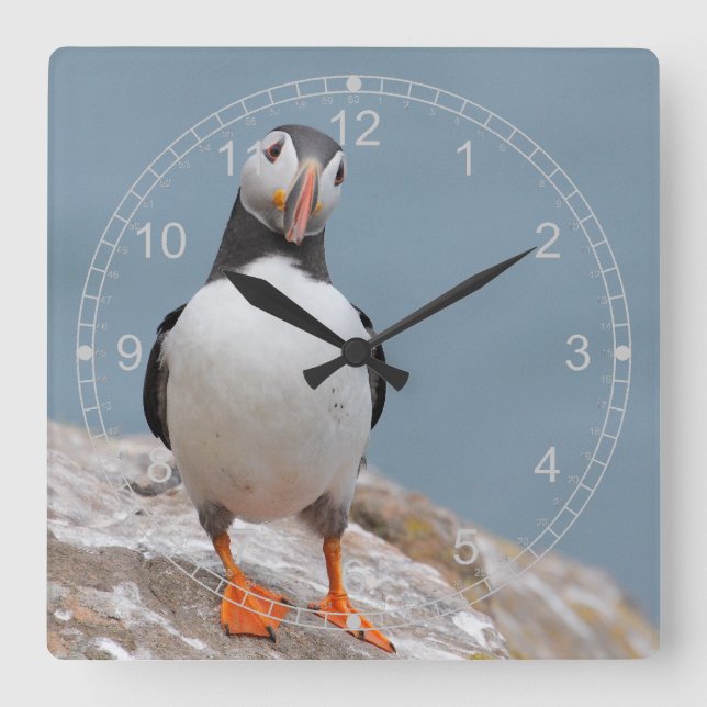 Standing Puffin Square Wall Clock (Front)
