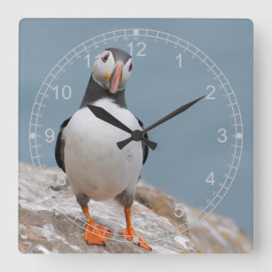 Standing Puffin Square Wall Clock