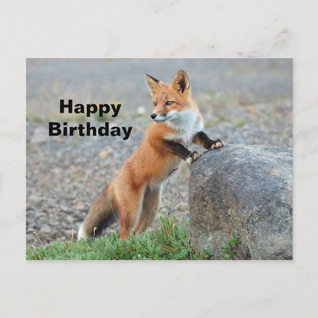 Standing Red Fox Birthday Postcard (Front)