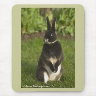 Standing Rex Rabbit Mouse Mat