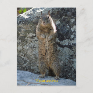 Standing Squirrel Postcard