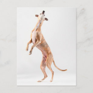 Standing whippet postcard
