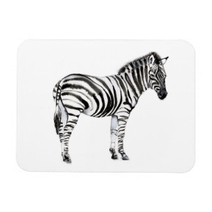 Standing Zebra Magnet