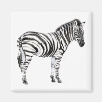 Standing Zebra