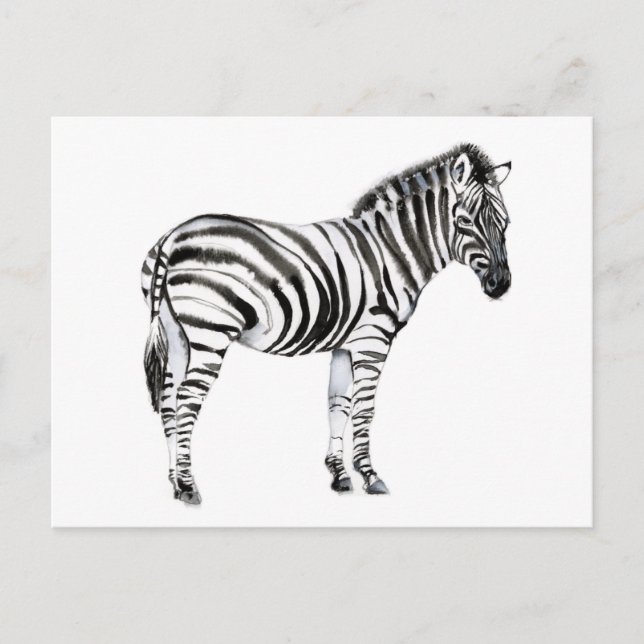 Standing Zebra Postcard (Front)