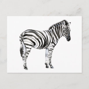 Standing Zebra Postcard
