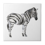Standing Zebra Tile<br><div class="desc">Standing Zebra I by Jennifer Goldberger. This images features a small Zebra turning slightly with a clear white background. | 164324Z</div>