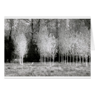Stands of Trees
