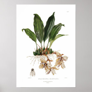 Stanhopea martiana by Augusta Innes Withers. Poster