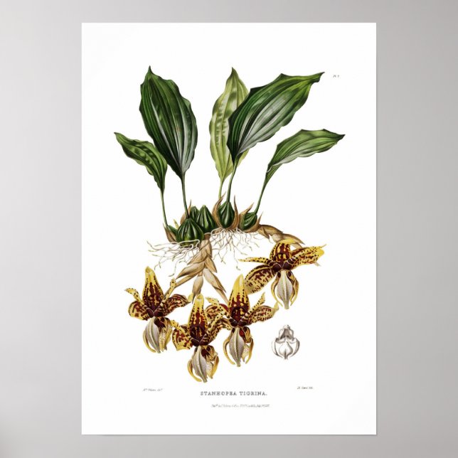 Stanhopea tigrina by Augusta Innes Withers. Poster (Front)
