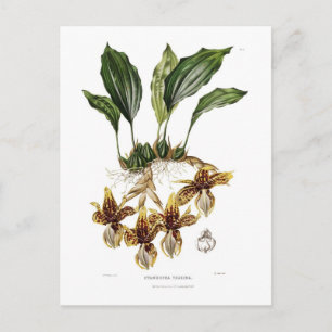 Stanhopea tigrina postcard