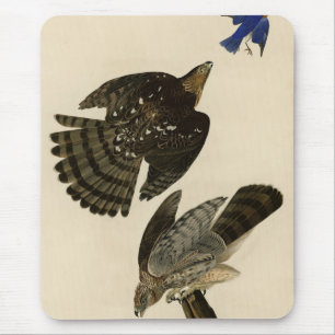 Stanley (Cooper's) Hawk Audubon's Birds of America Mouse Mat