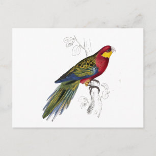 Stanley Parrakeet by Edward Lear Postcard