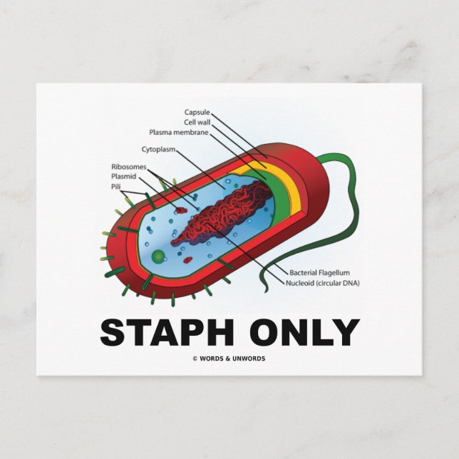 Staph Only (Bacteria Health Medicine Humour) Postcard (Front)