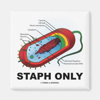Staph Only (Prokaryote Health Medicine Humour) Magnet