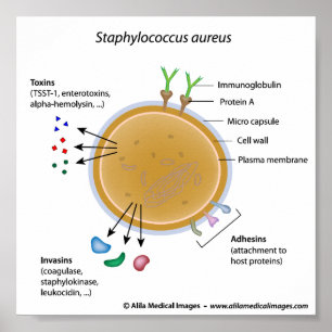 Staphylococcus aureus bacterium labeled diagram. poster