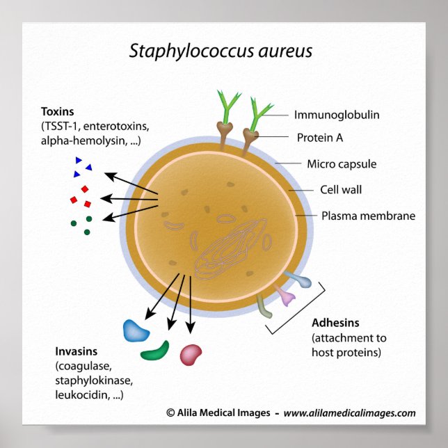 Staphylococcus aureus bacterium labeled diagram. poster (Front)