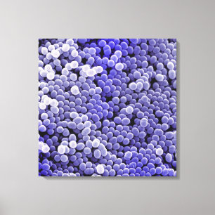 Staphylococcus Canvas Print