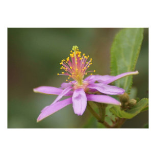 Star Burst Photo Print
