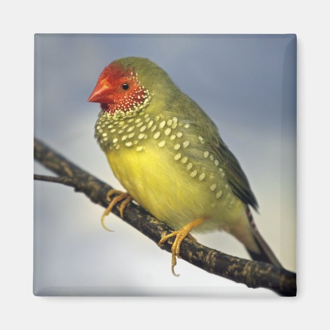 Star Finch Magnet (Front)