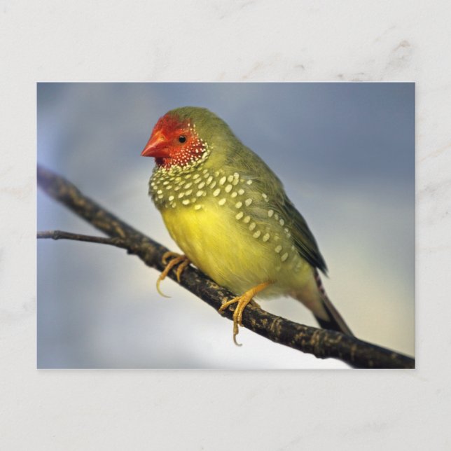 Star Finch Postcard (Front)