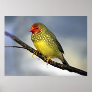 Star Finch Print