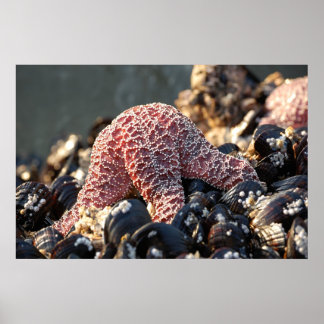star fish holding on poster