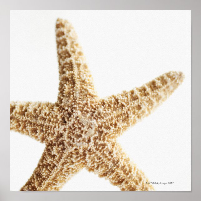 Star fish poster (Front)
