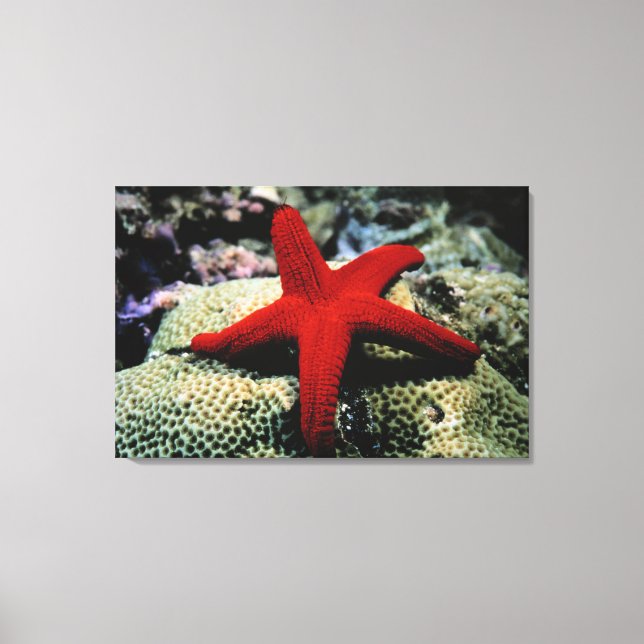Star Fish | Red Sea Canvas Print (Front)