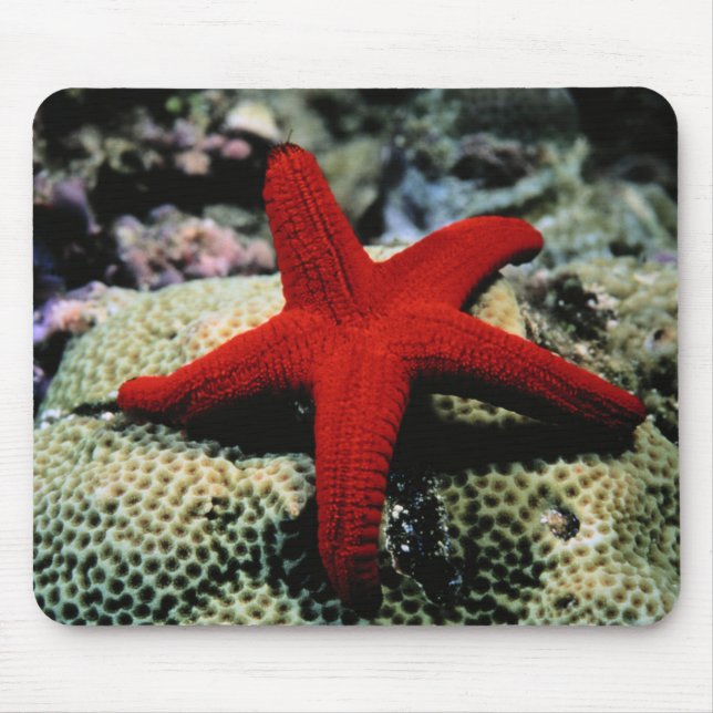 Star Fish | Red Sea Mouse Mat (Front)