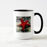 Star Fish | Red Sea