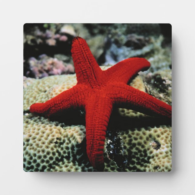 Star Fish | Red Sea Plaque (Front)