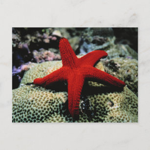 Star Fish   Red Sea Postcard