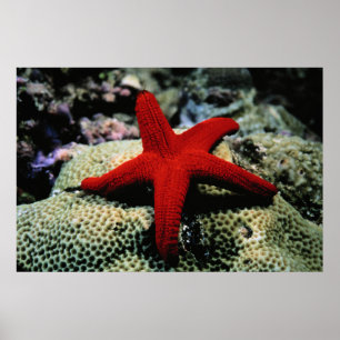 Star Fish   Red Sea Poster