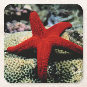 Star Fish Red Sea Square Paper Coaster