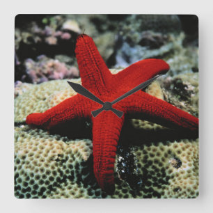 Star Fish   Red Sea Square Wall Clock