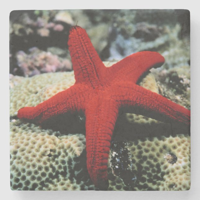 Star Fish | Red Sea Stone Coaster (Front)