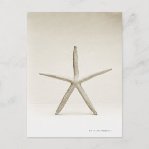 Star fish shell postcard