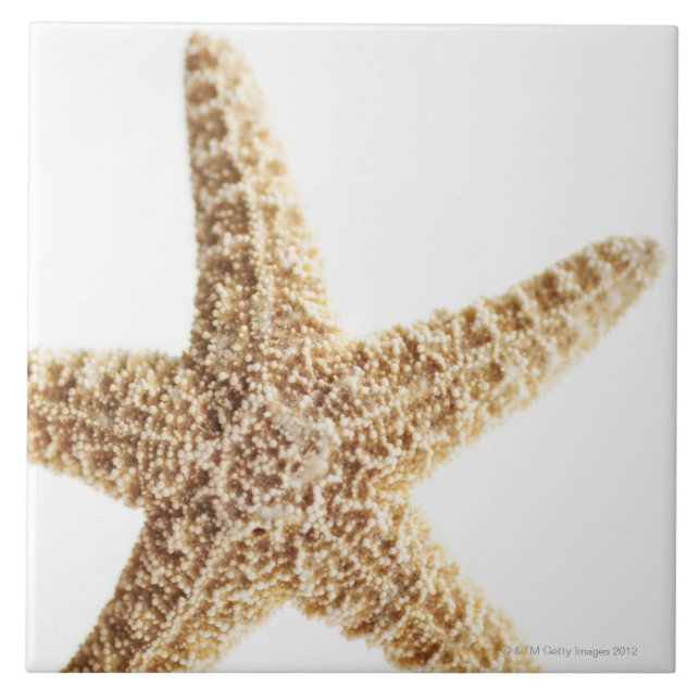 Star fish tile (Front)