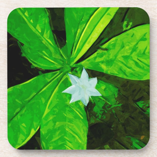 Star Flower a White Wildflower Abstract Coaster (Front)